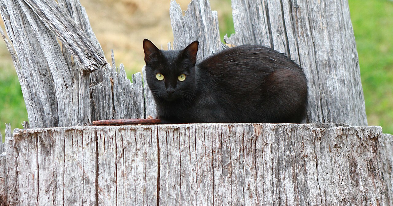 A stern black cat in a tiny necktie reviewing a declined claim form