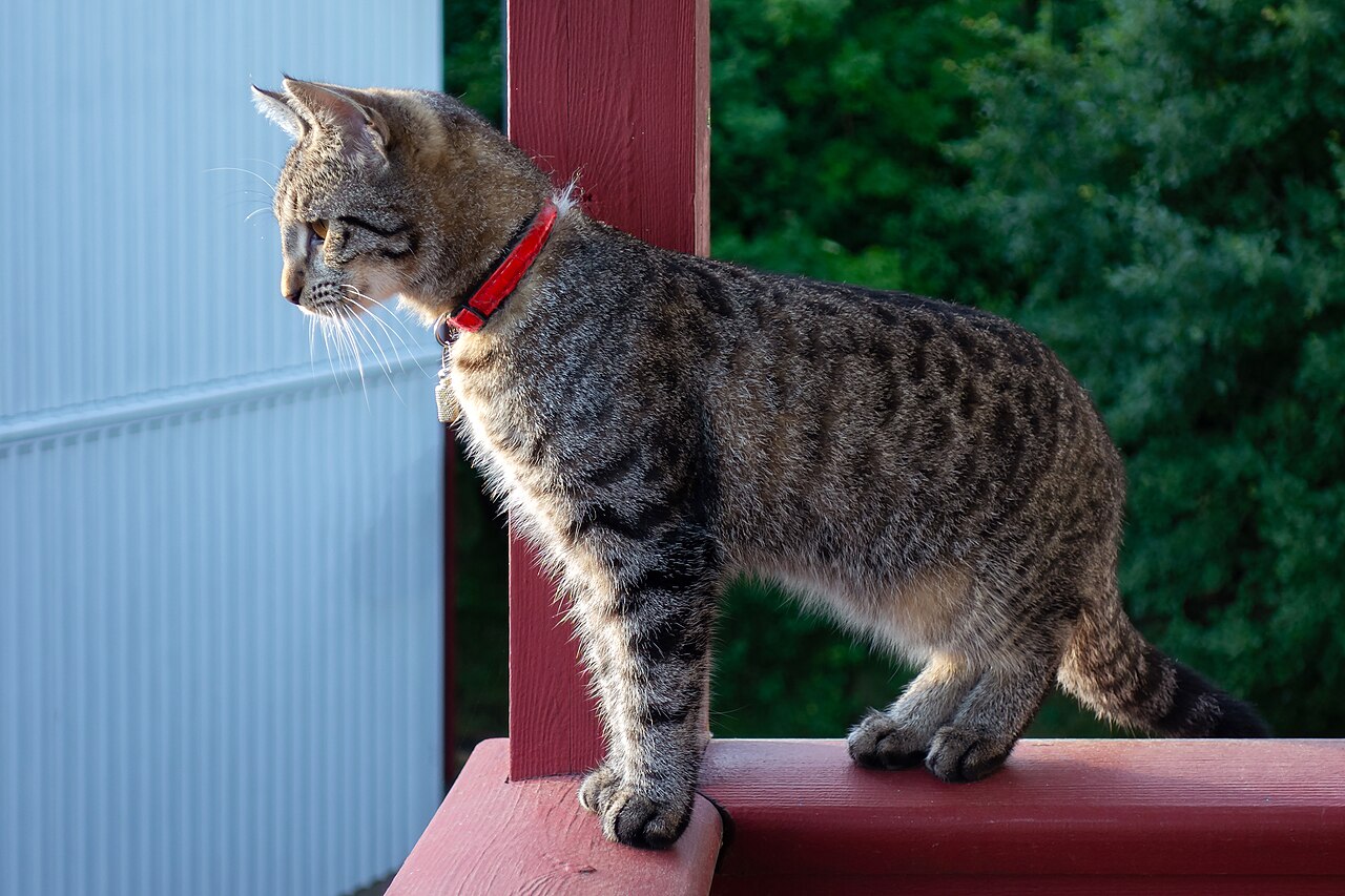 A tabby cat sitting on a stack of documents beside a small calculator