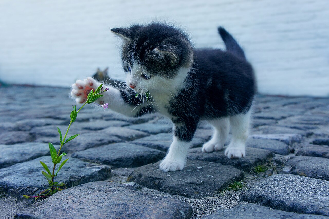 FAQ: What Is a Deductible, and Why Is It Always the Cat’s Fault?